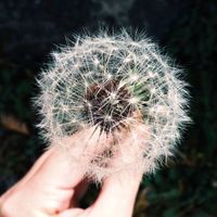 envirnomentally-friendly-dandelion-650px